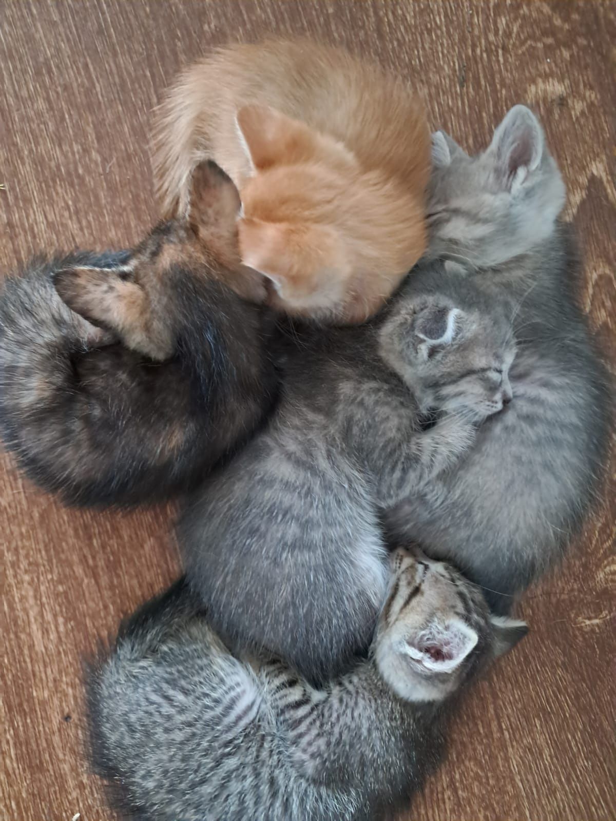 Отдам котят даром