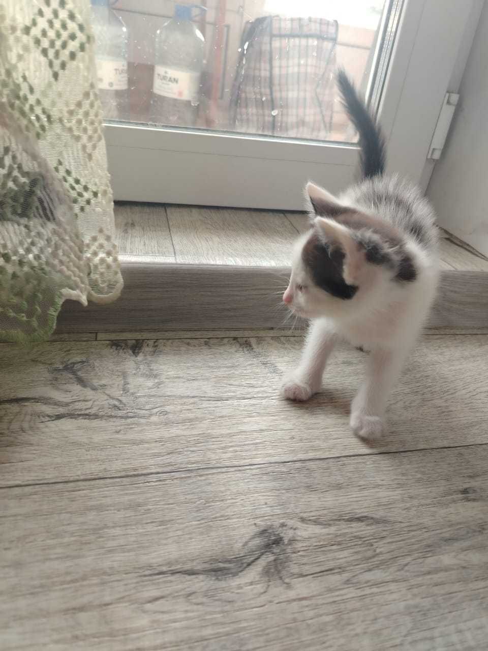 Отдам в хорошие руки котят! Девочки 2 месяца