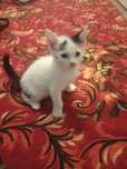 Котенок ищет хорошего хозяина