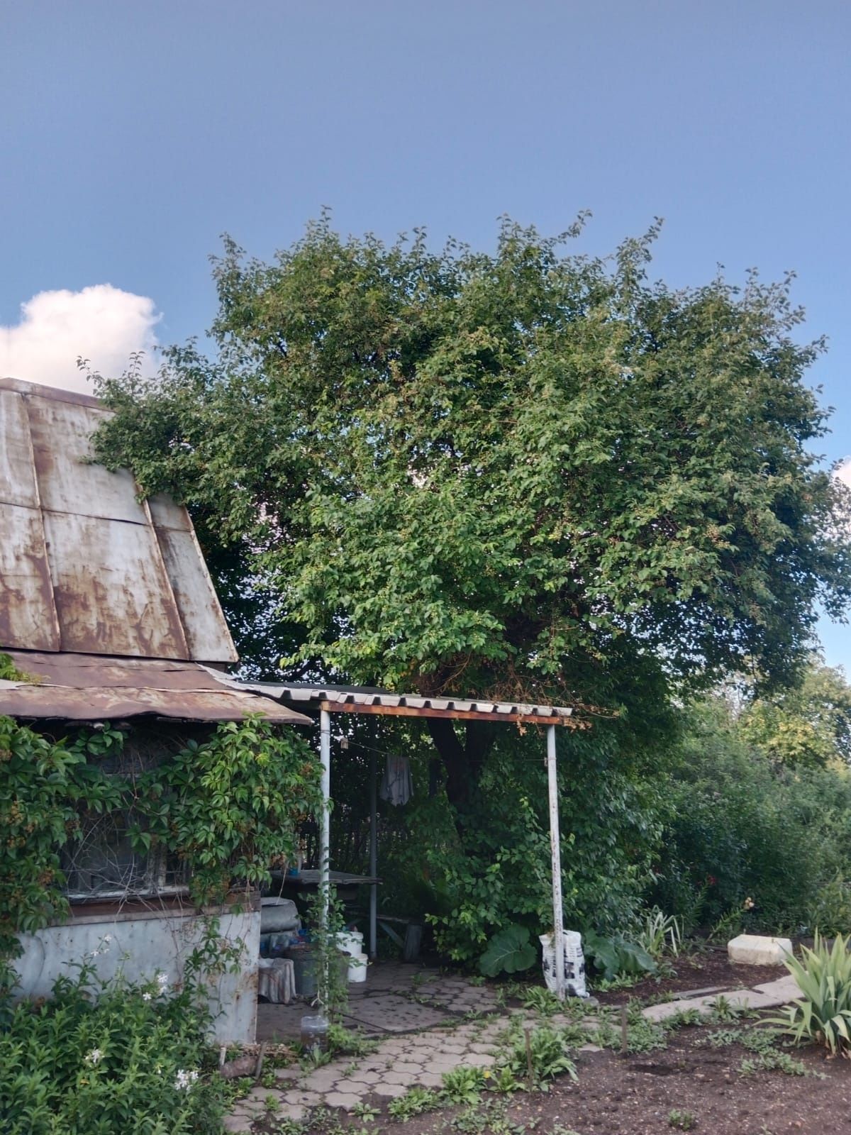 Продам дачу Черёмушки .