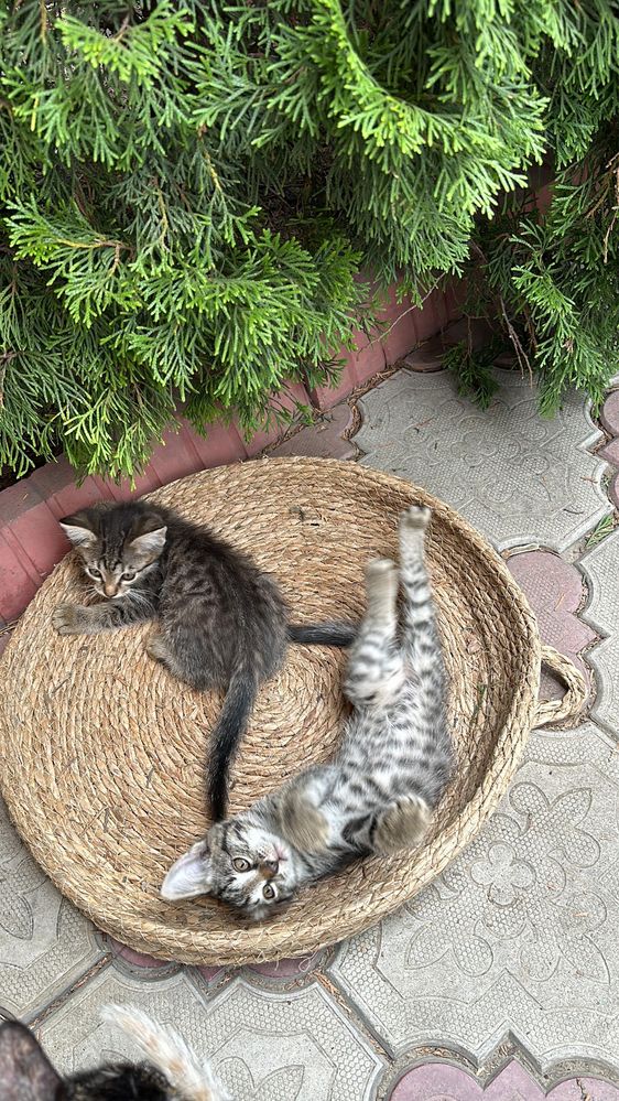 Котята отдам в добрые руки беслпатно