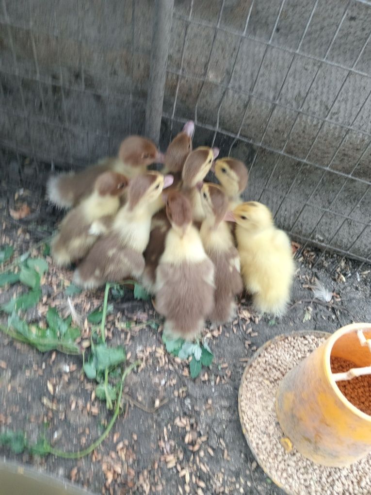 Продам индоутят 3 суточных.