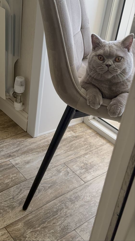 Бесплатно отдаем котенка  британского