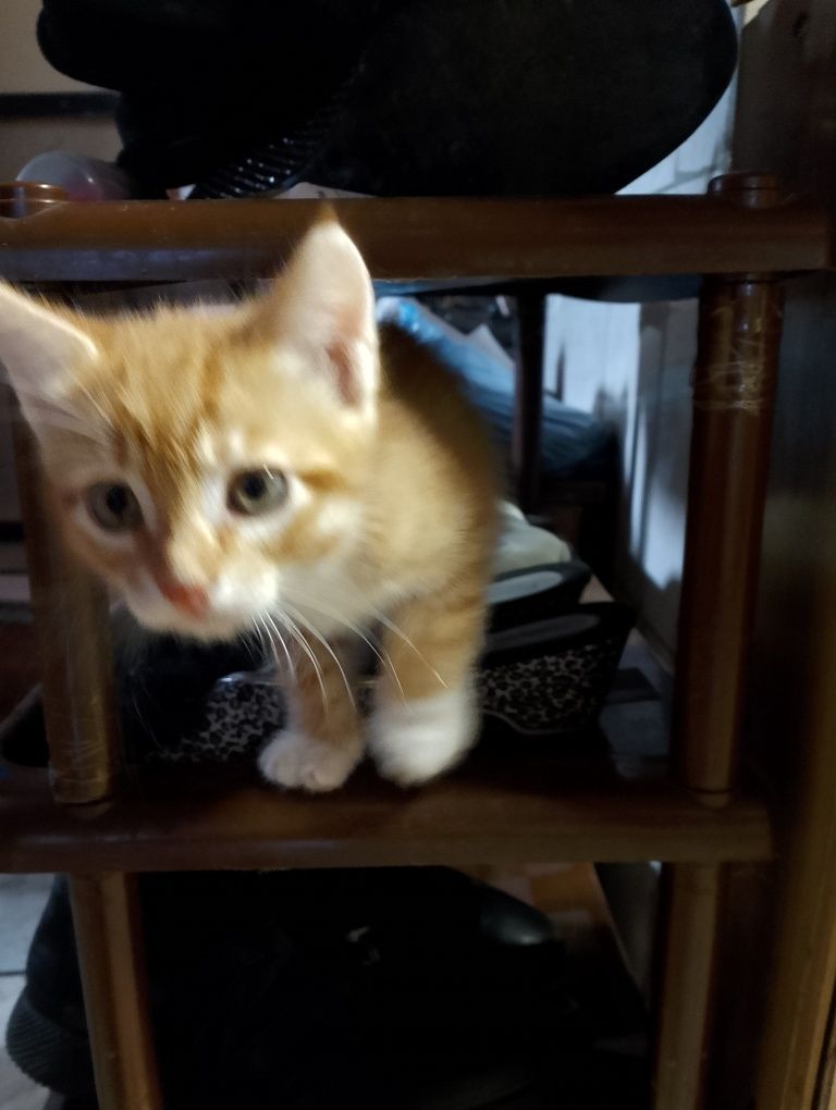 Отдам котят в хорошие добрые руки