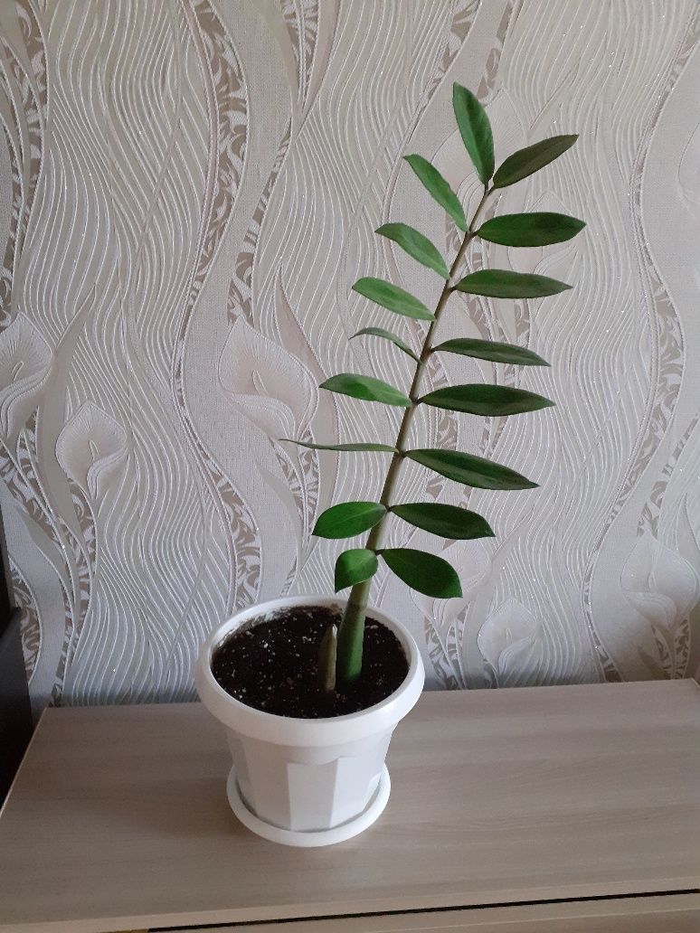 Замиокулькас (долларовое дерево)
