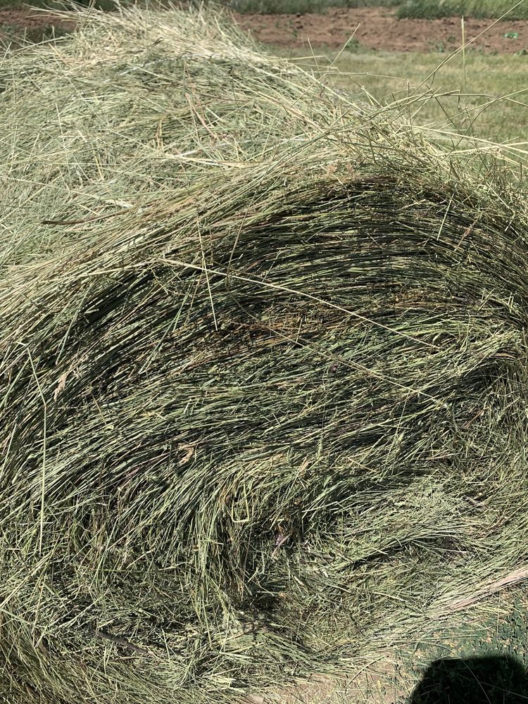 Шөп сатылады, продам сено