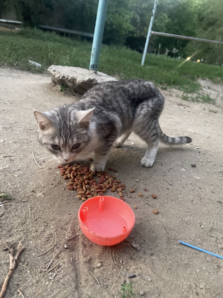 Красивая Домашняя изнеможденная кошка, которую кто-то выкинул на улицу