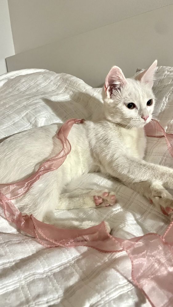 Отдам кошку в добрые руки!