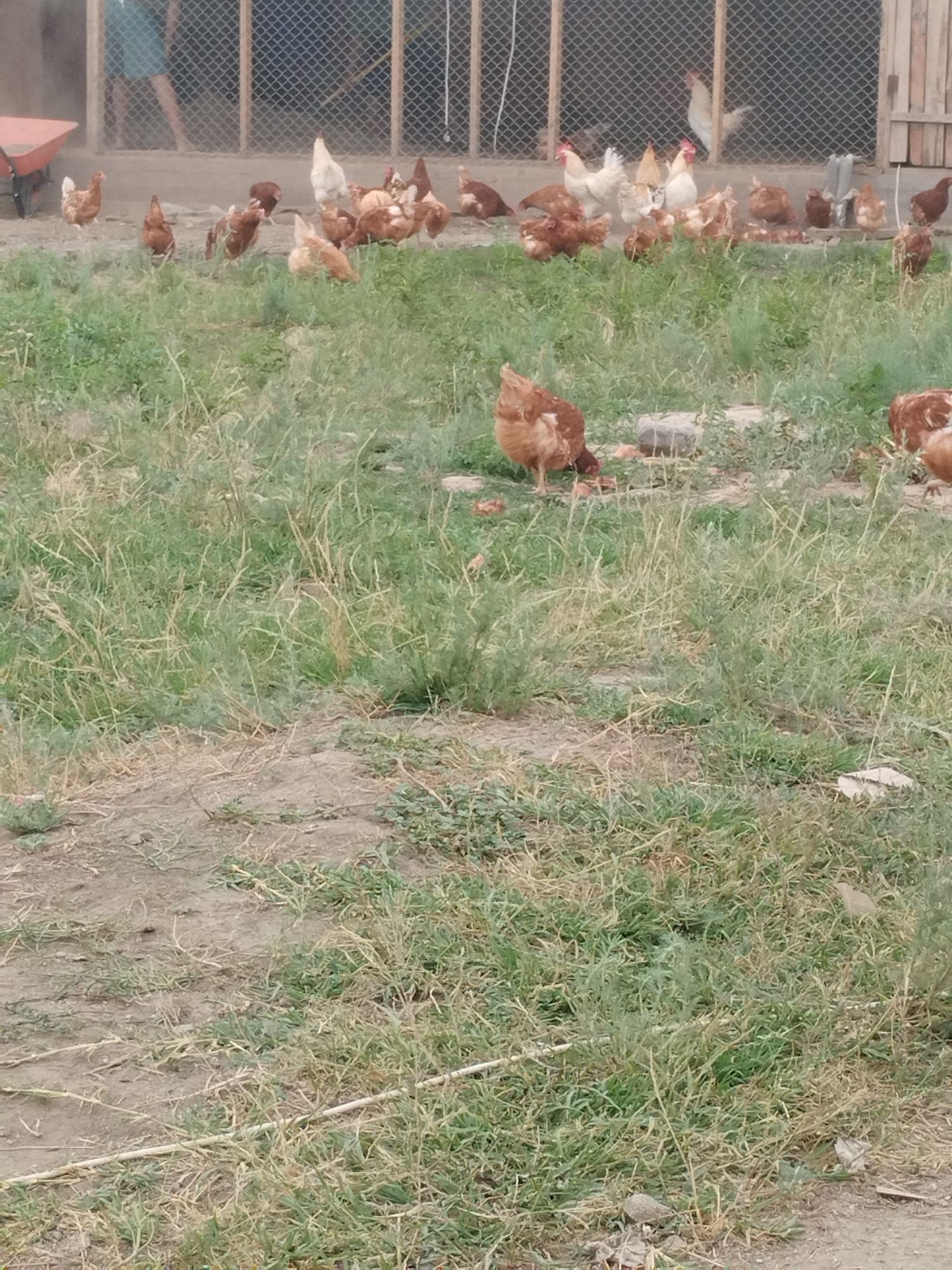 Продам курица несущих