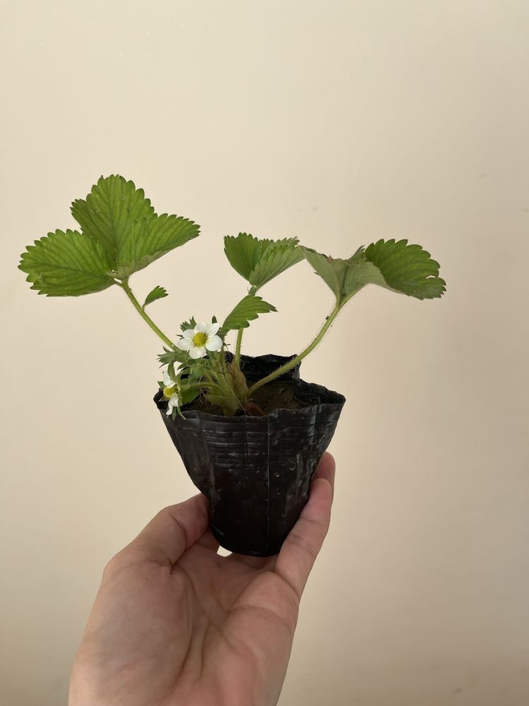 Клубника рассада сорт диамант