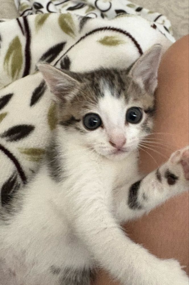отдаю бесплатно котенка