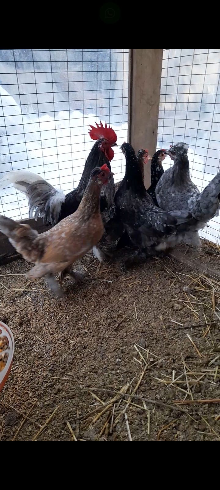 Инкубацион яйцо японских карлик куры.