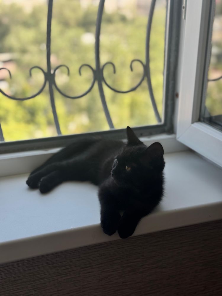 Котенка в хорошие руки