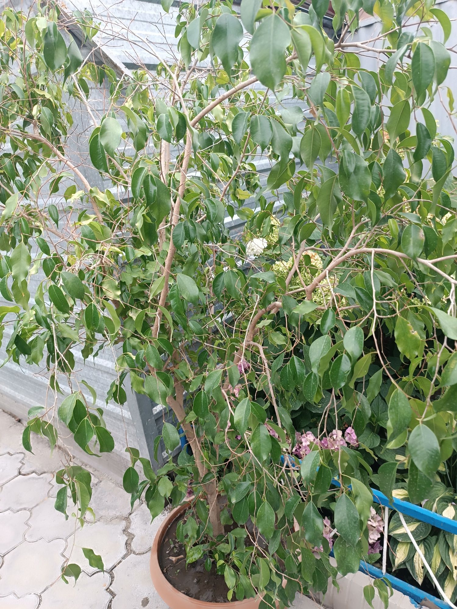 Продам Фикус бенджамина