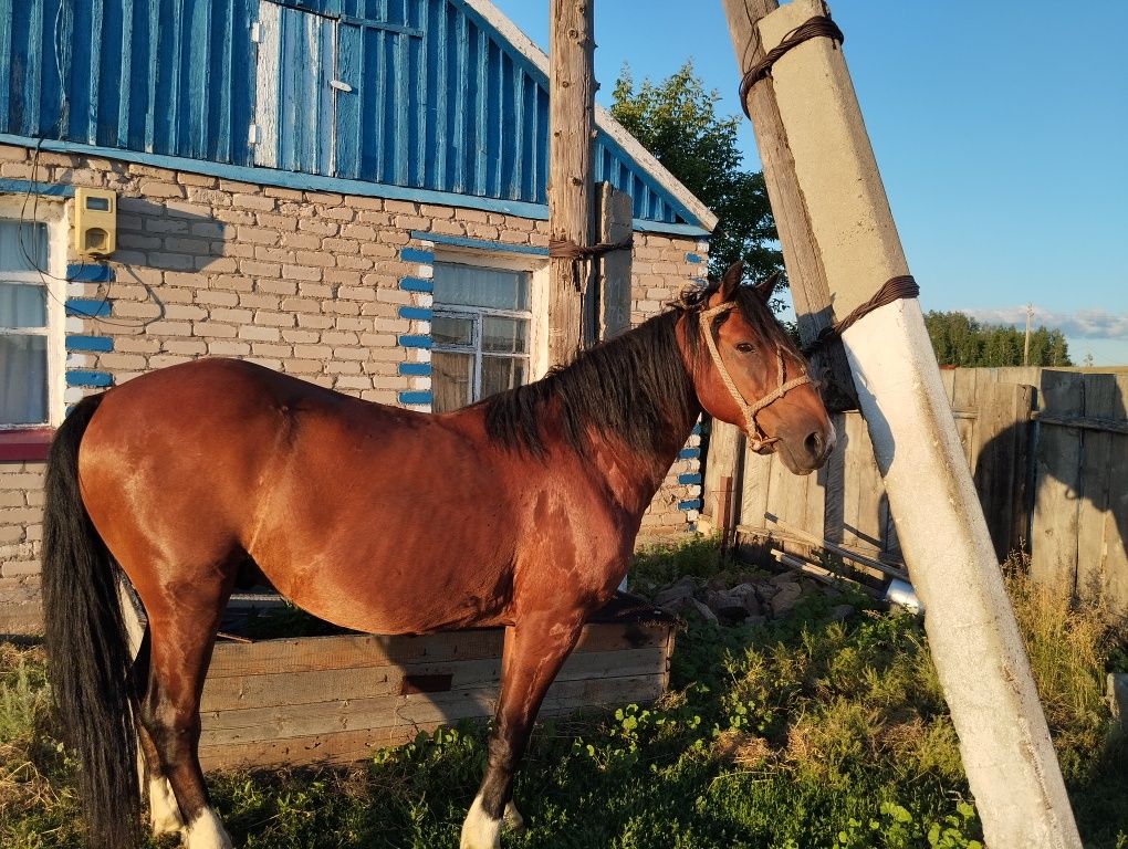 Продам мерина обученного