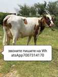 Срочно продаю свою корову