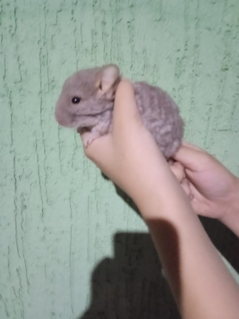 продам шиншилл 1 годик
