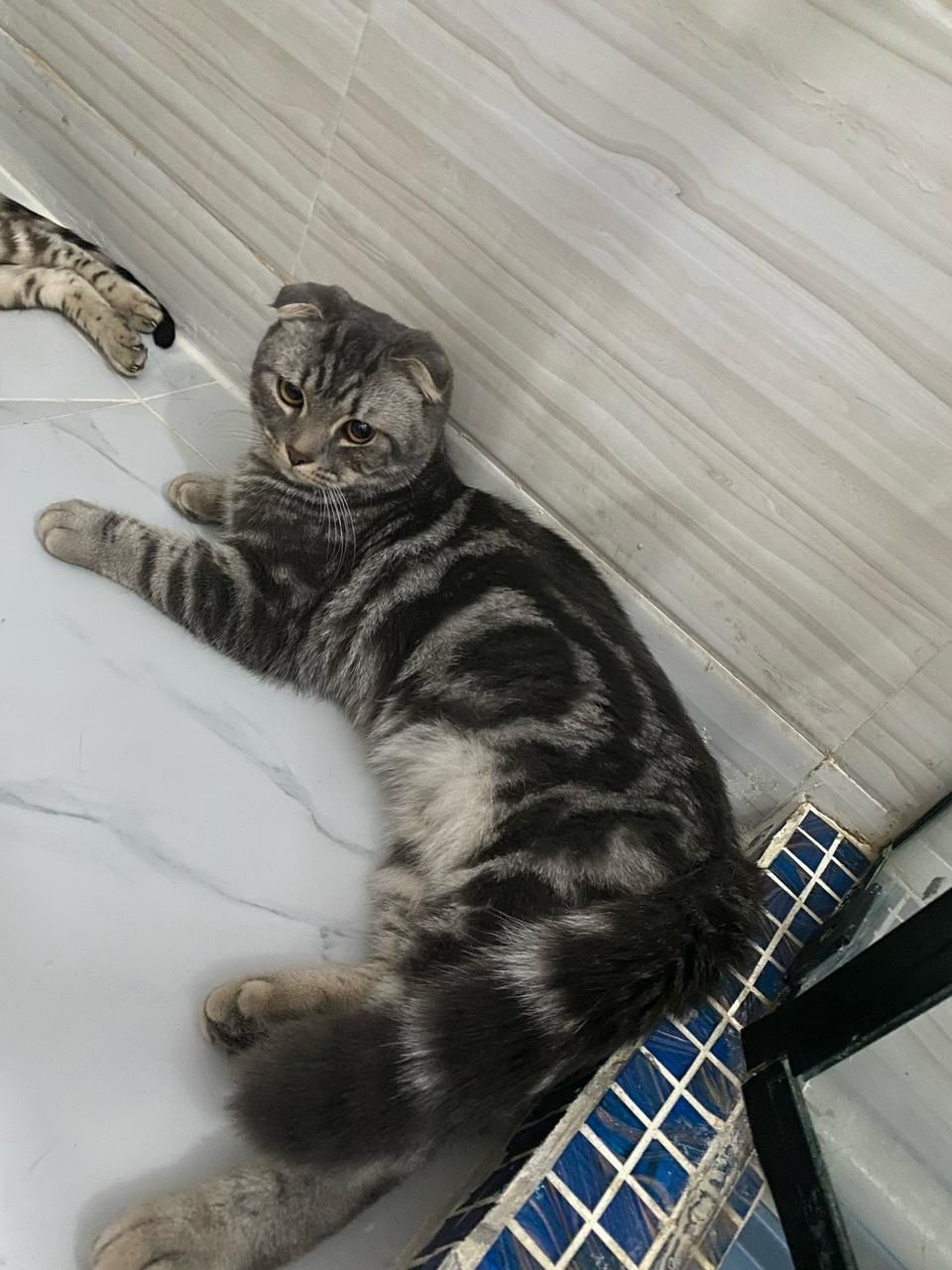 Кошки висловухи и бингалский