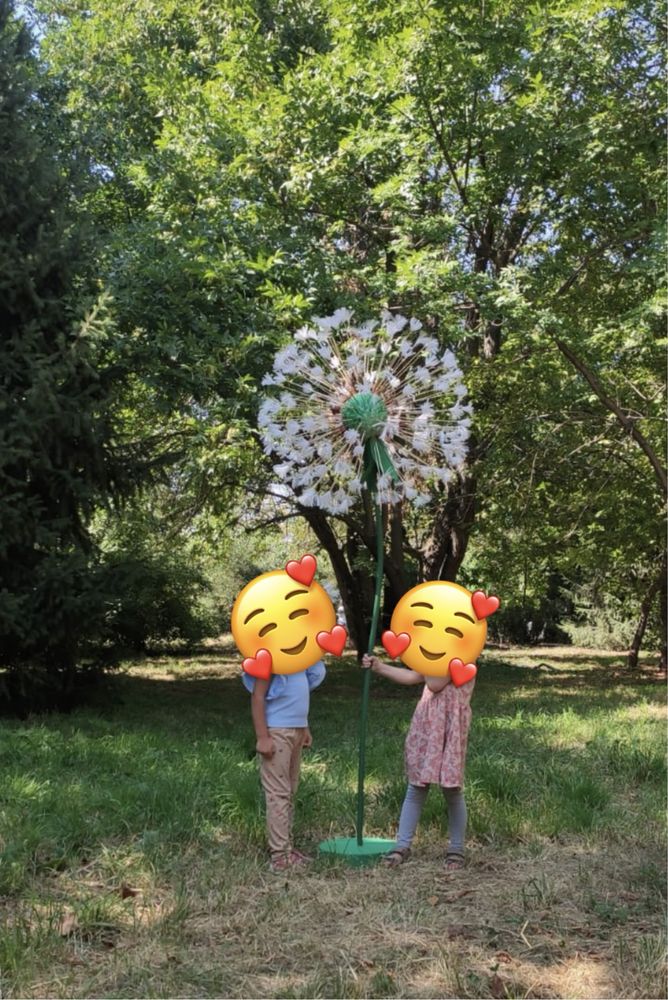 Одуванчик ростовой для фотоссесиий/дома