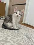 Шотландский котёнок