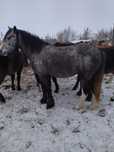 Продам жеребца полутяж