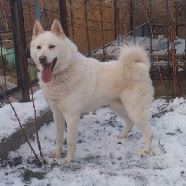 Кобель Западно сибирской лайки