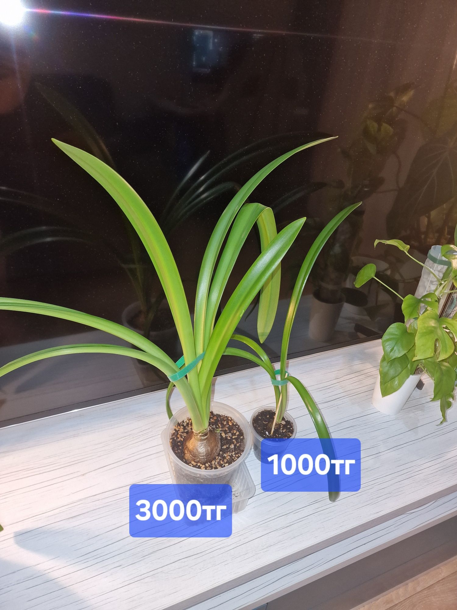 Продам комнатные растения