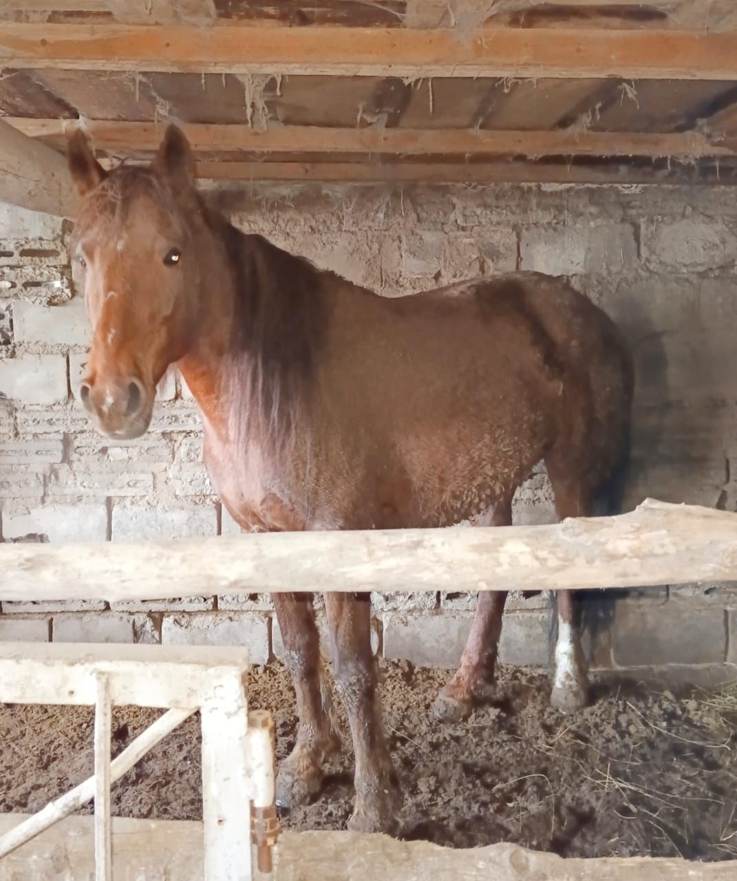 Продам кобылу жеребая