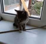 Котята бесплатно
