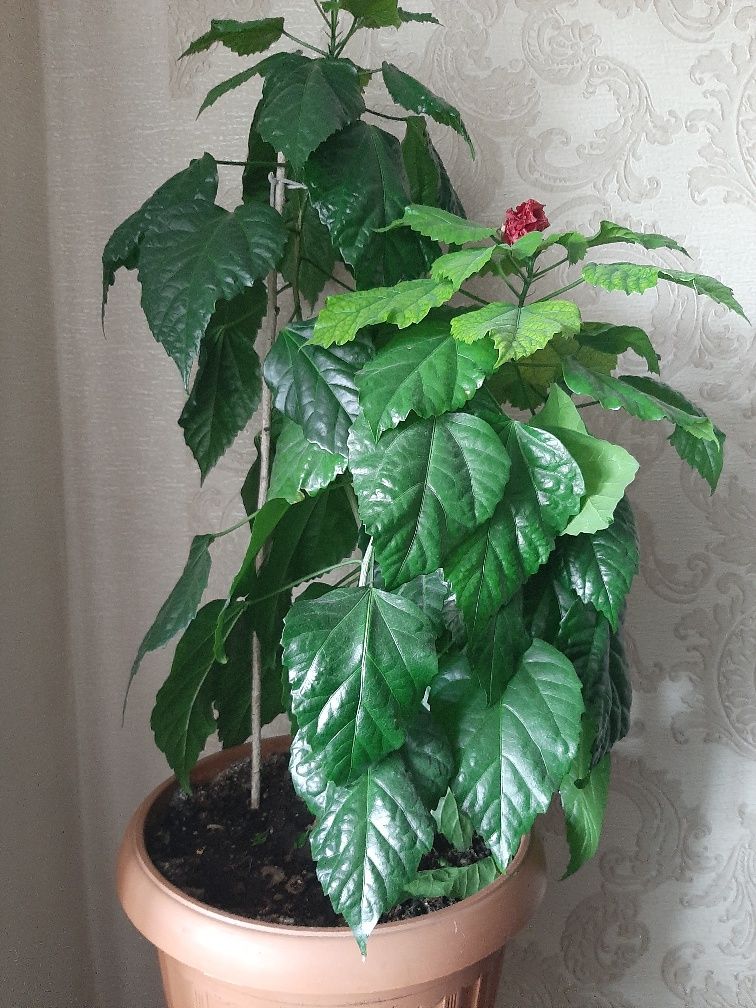 Продам тайскую  розу