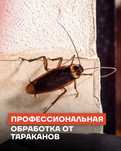 Дезинфекция жук короед в городе Шымкент таракан клоп тышқан қандала