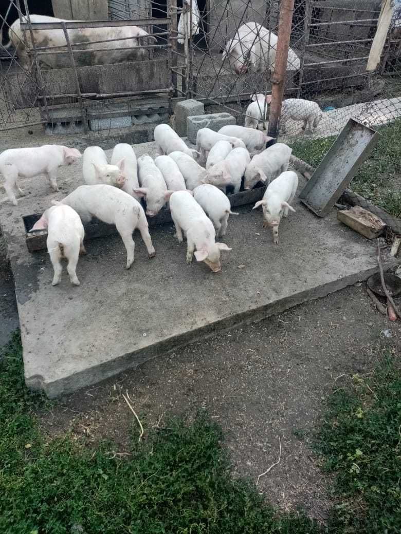 Продаются поросята