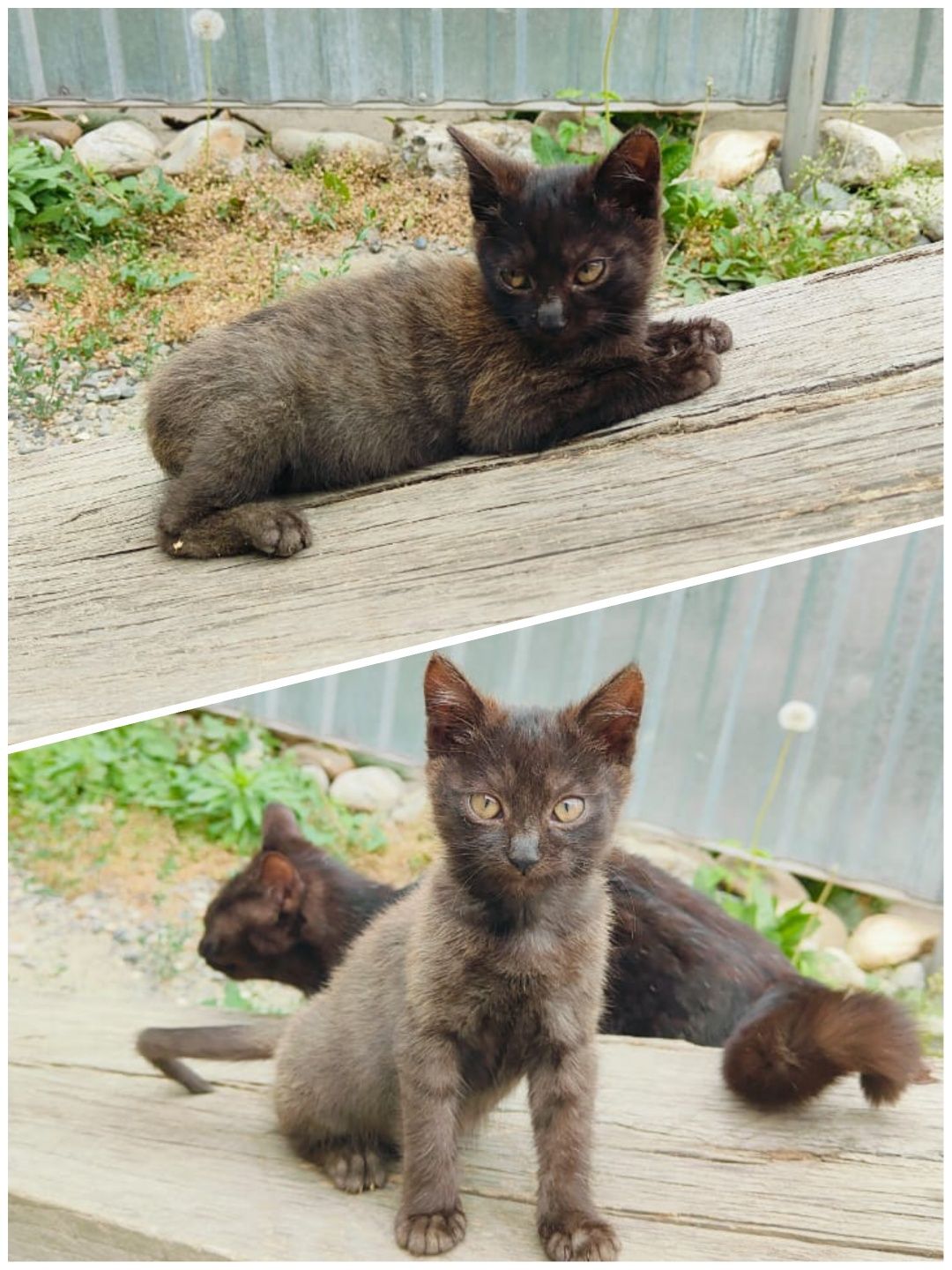 Котята в хорошие руки