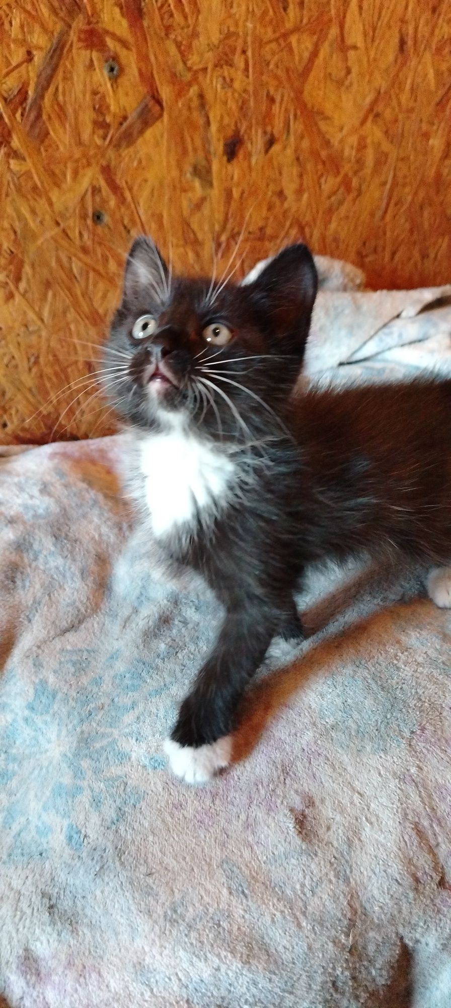 Котенок (девочка)
