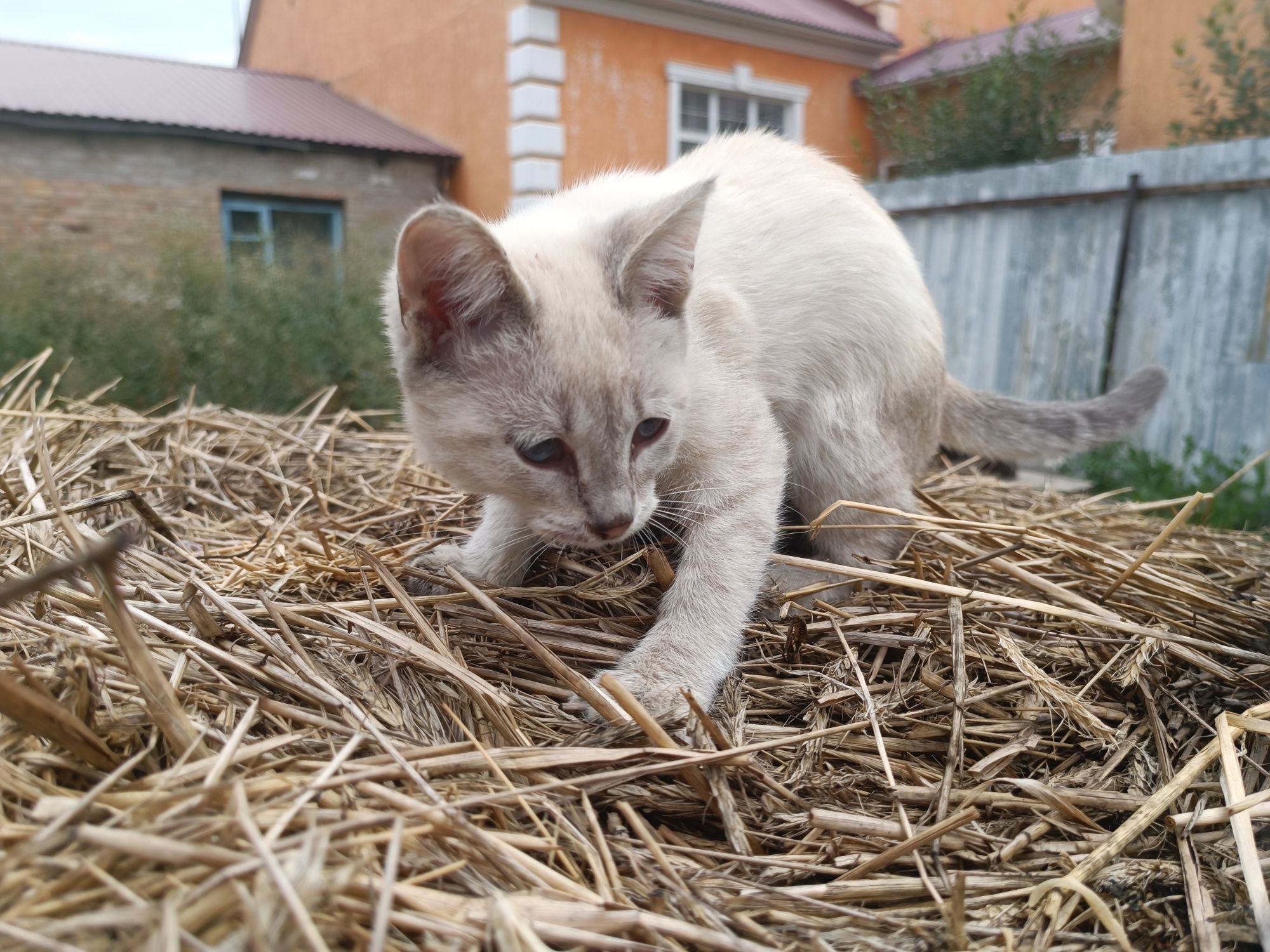 Котенок кошечка к любящим людям