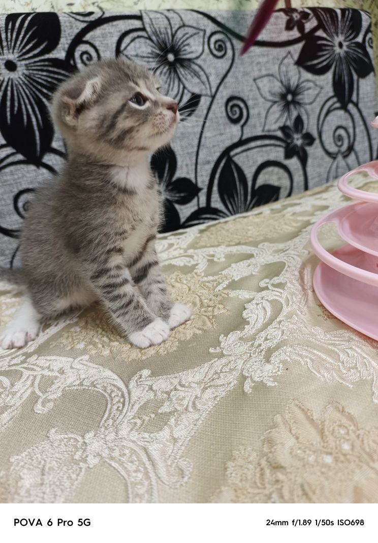 Отдам красивого вислоухого котёнка!