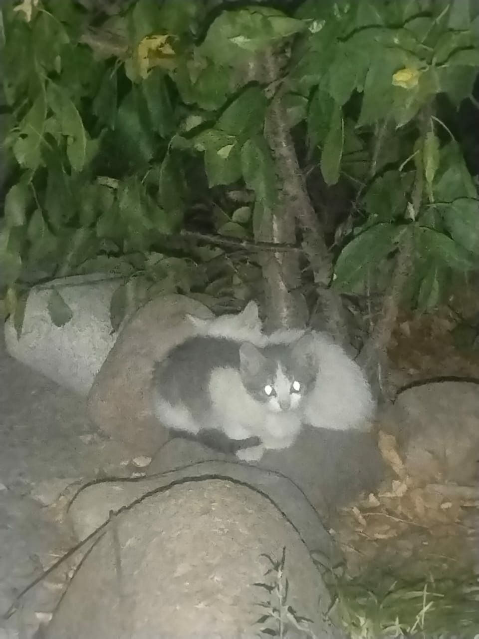 Отдам котят бесплатно