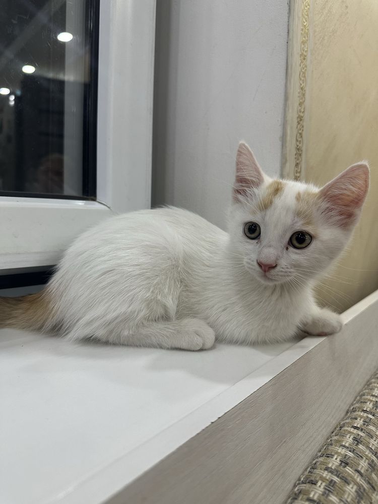 Бесплатно котят в добрые руки