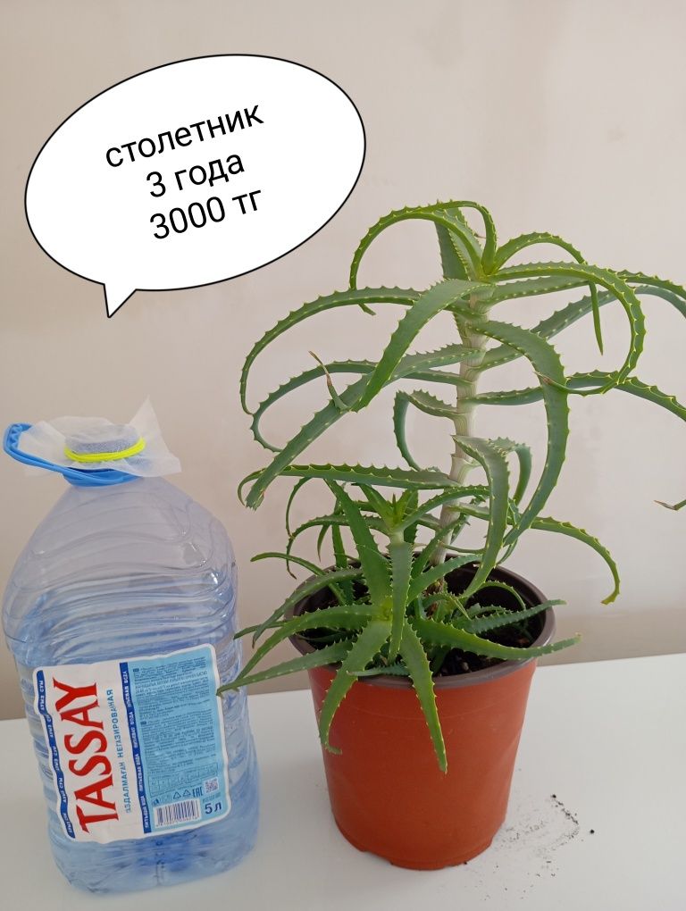 Цветы  комнатные