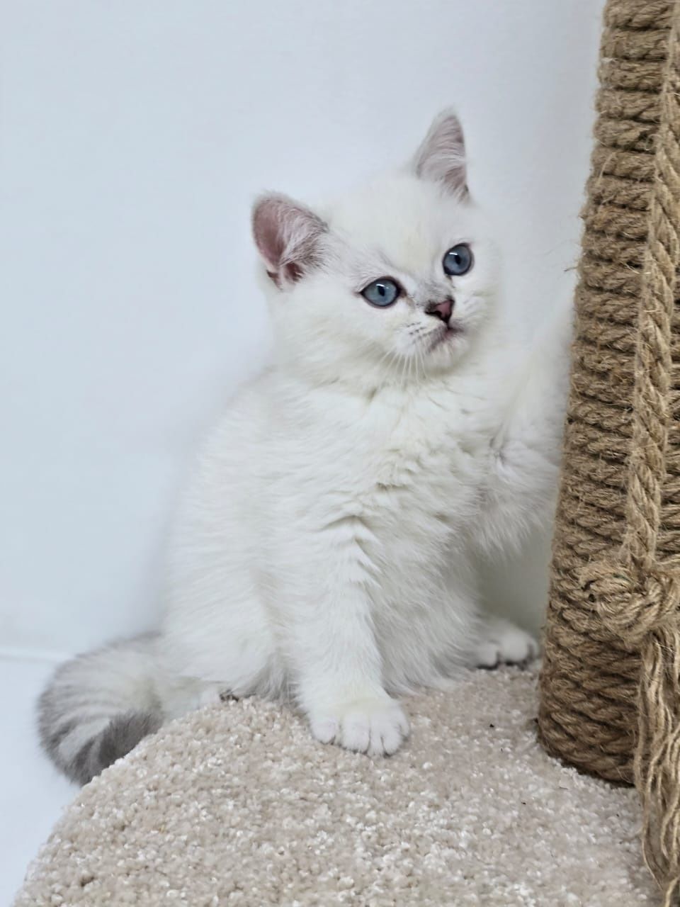 кОтЯта БриТанСкиЕ