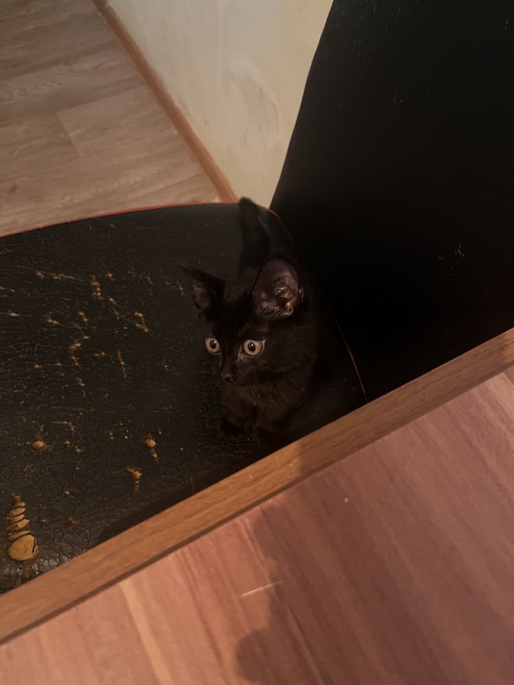 Котенок бесплатно