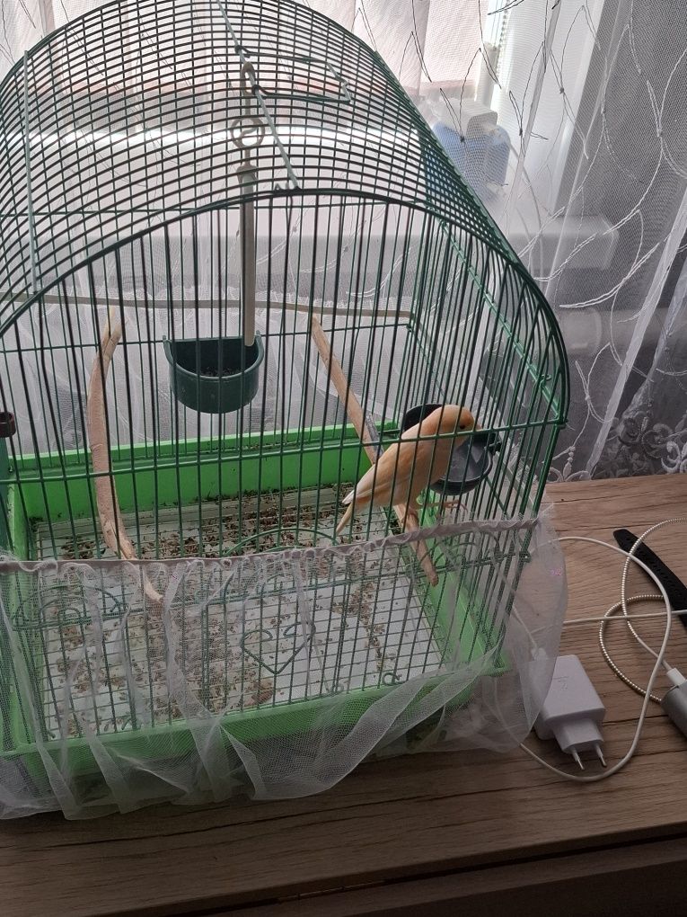 Продам канарейку