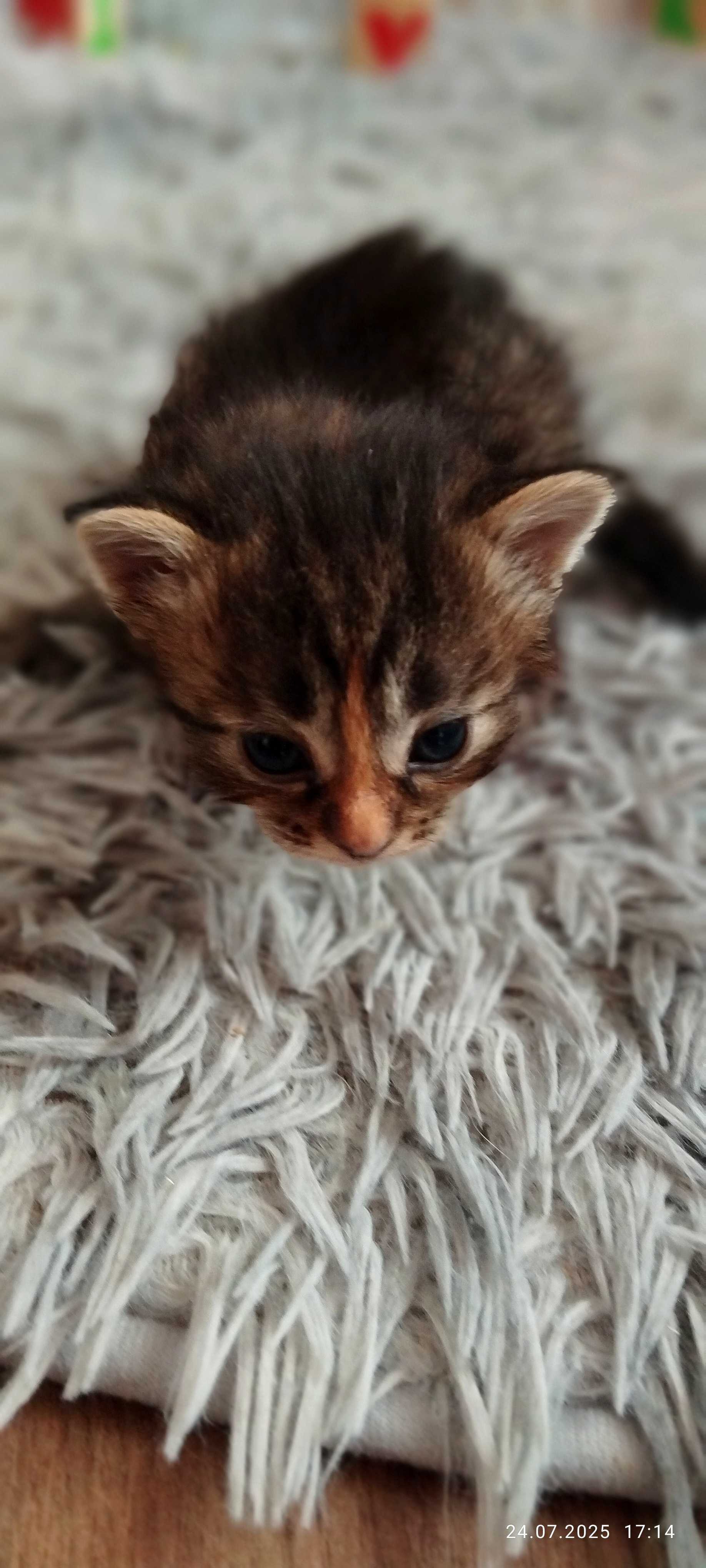 Подарю симпатичных котят