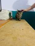 Котик в добрые руки