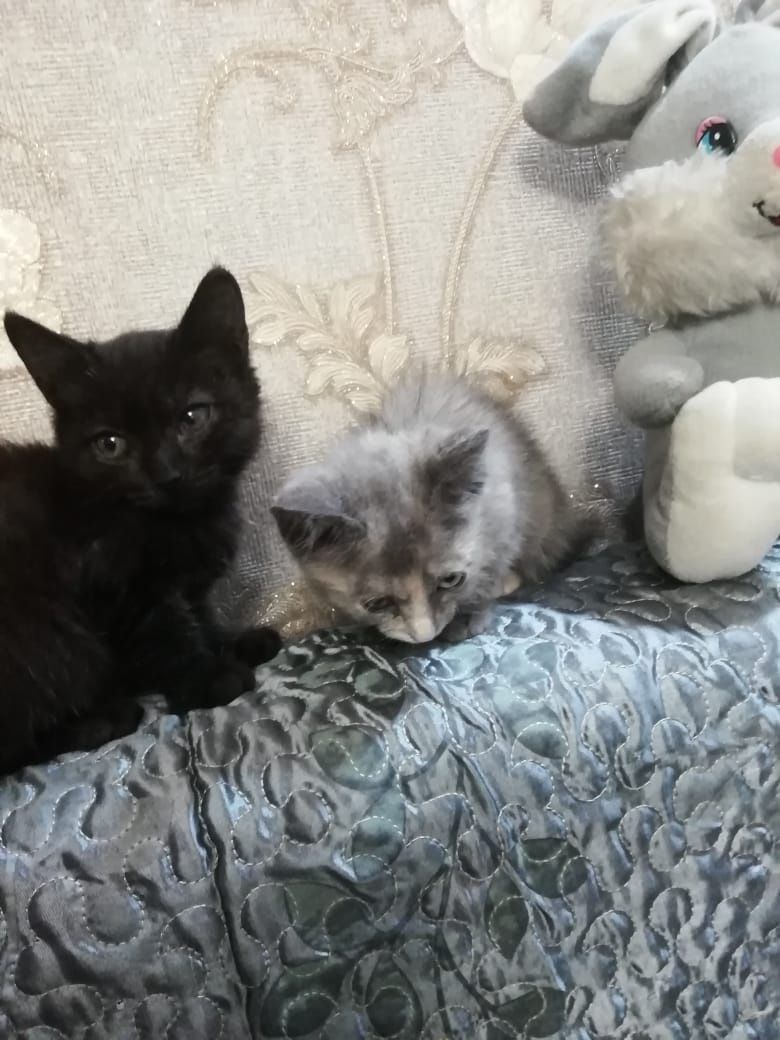Отдам котят в хорошие руки