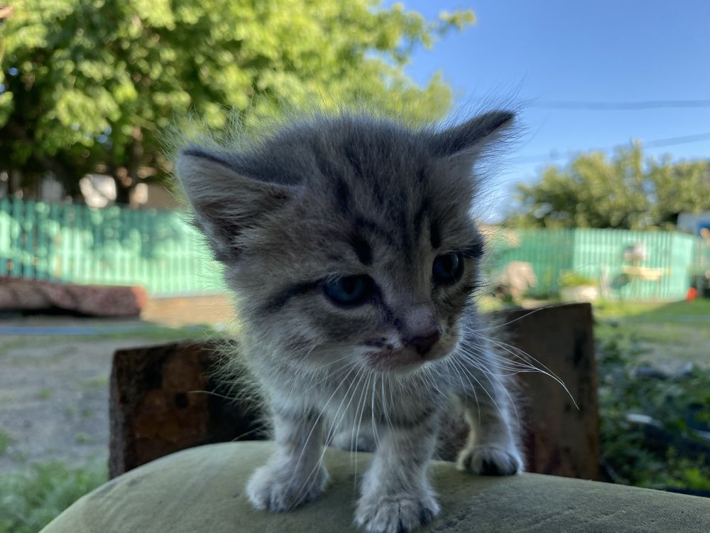 Отдам котят в добрые руки