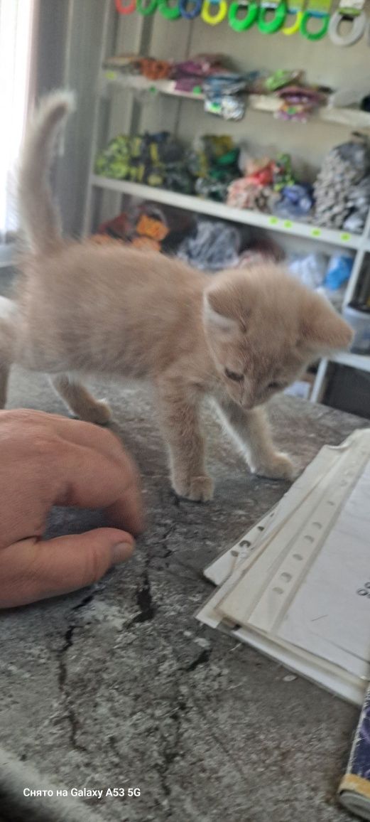 Отдам котят в добрые руки.