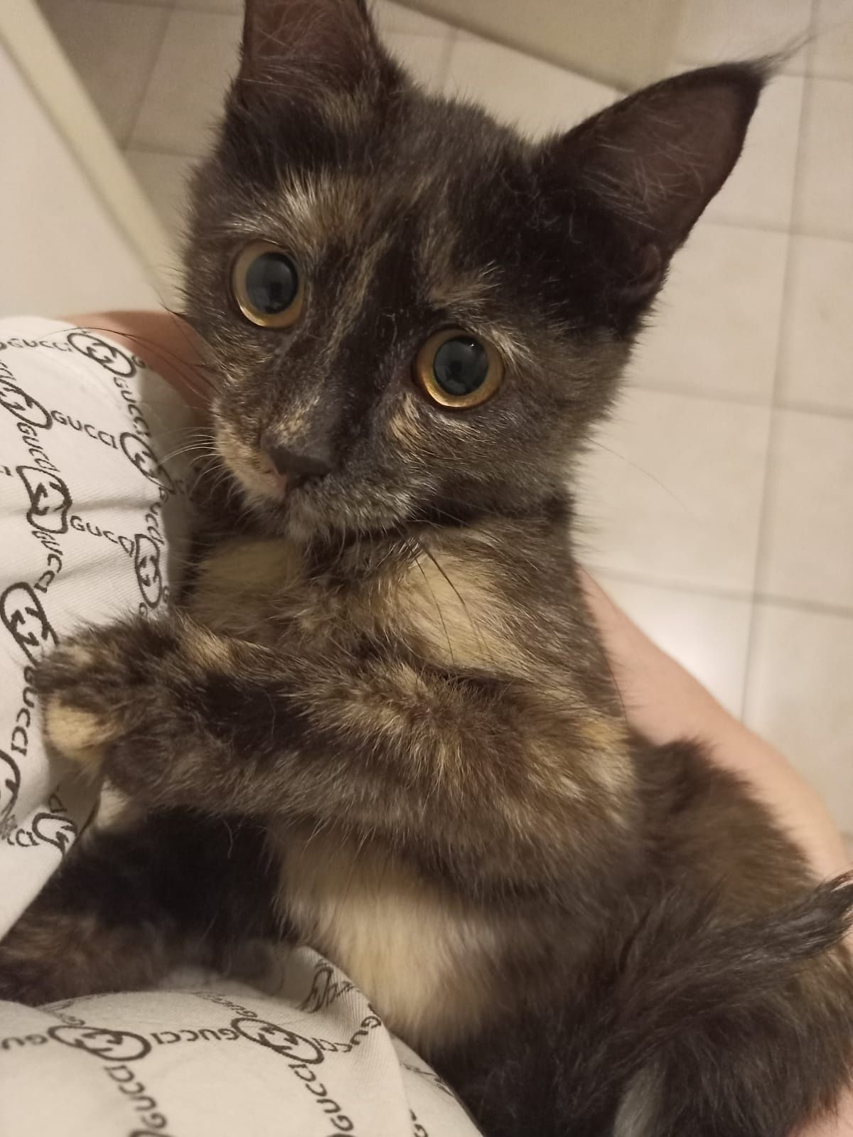 Кошечка, 4 месяца