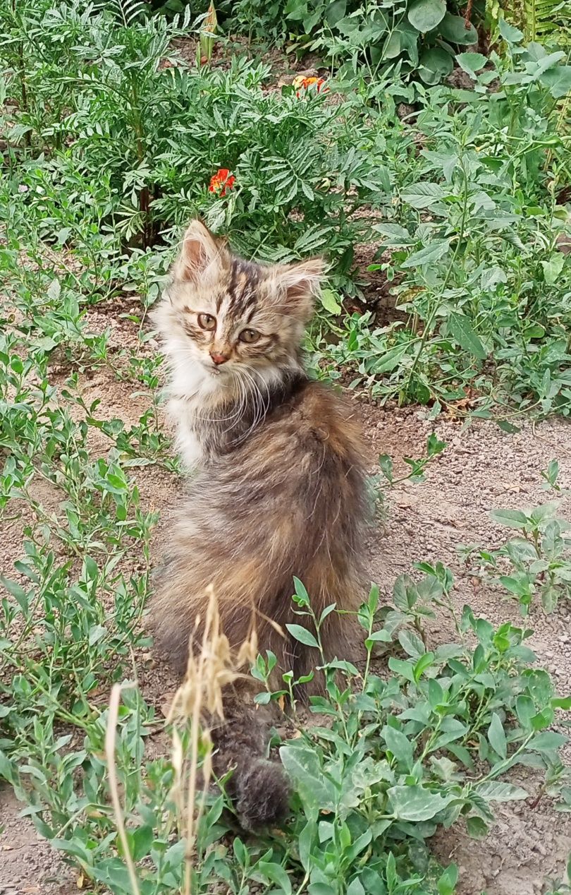 Котята бесплатно,в хорошие руки