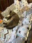 Кошка потерялась! Вознаграждение